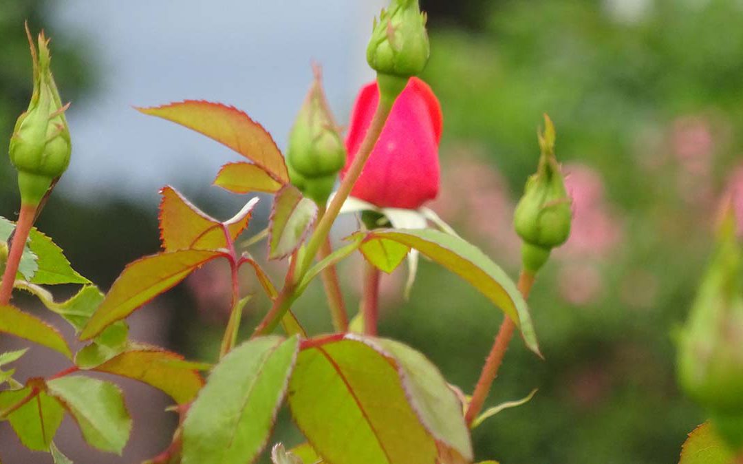 Provozierender Neuanfang II