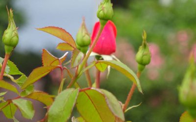 Provozierender Neuanfang II