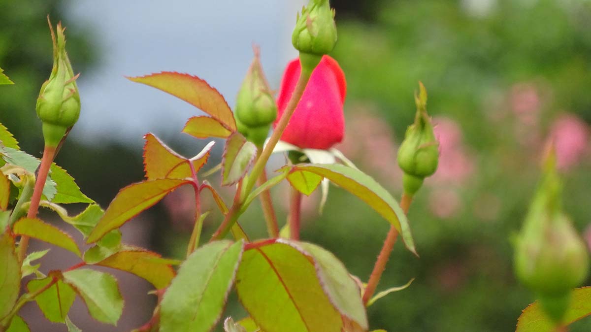 Pinkfarbige Rosenblüte hinter Knospen