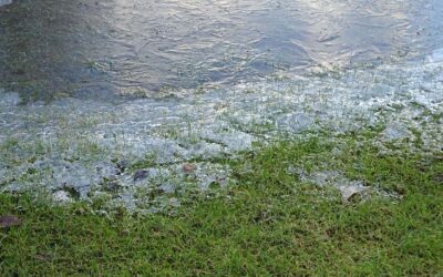 Gefährliche Quallen