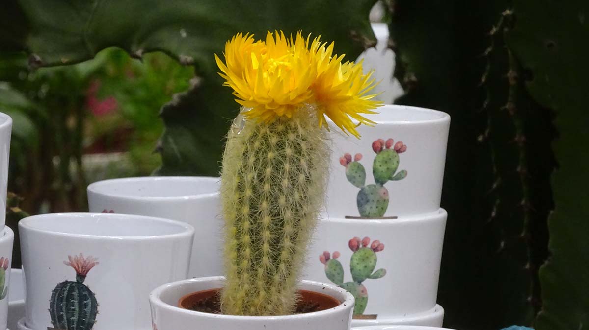 Kaktus mit gelber Blüte