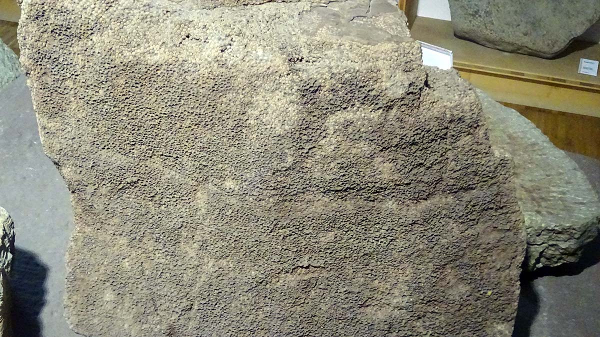 Gesteinssammlung im Geopark-Informationszentrum in Königslutter