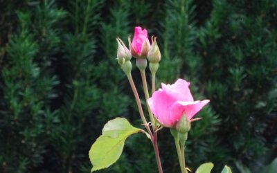 Eine Rose spricht