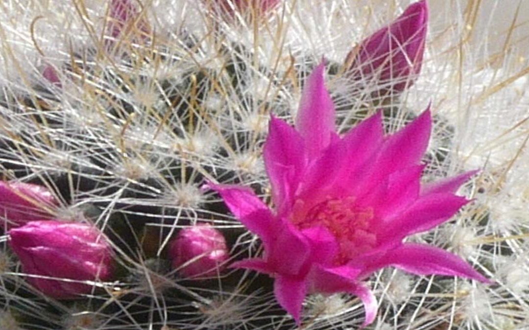 Die Blüte des Kaktus