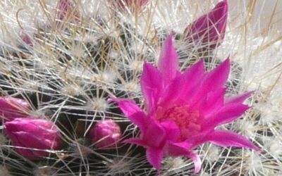 Die Blüte des Kaktus