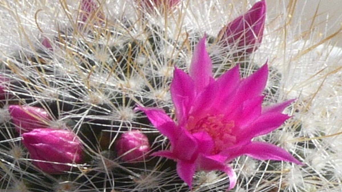 Die Blüte des Kaktus Die Blüte des Kaktus