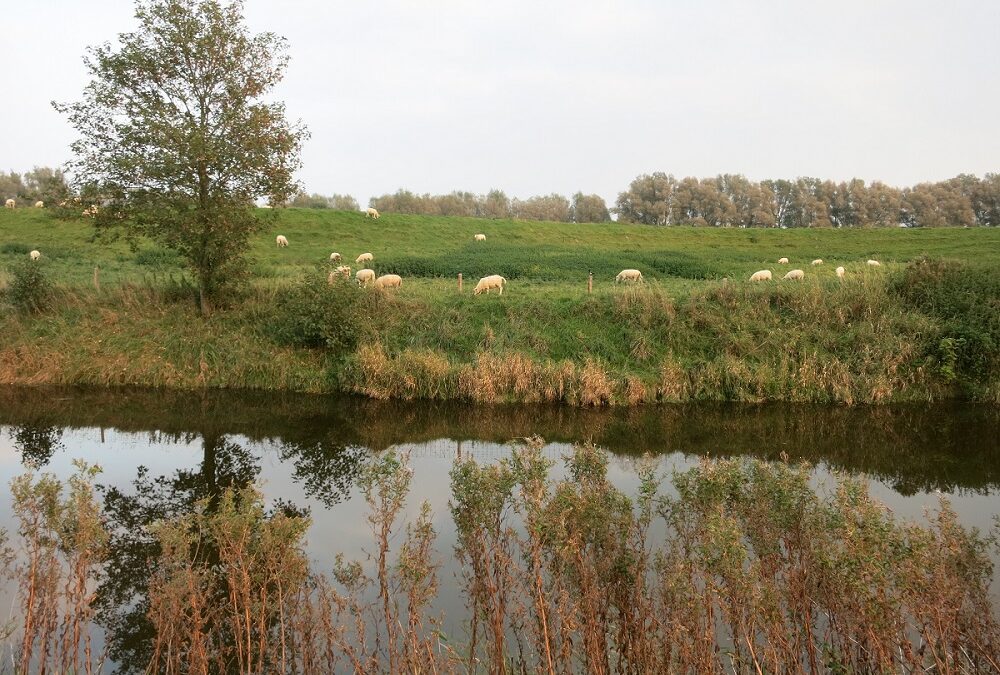 Der Neid des Beneideten