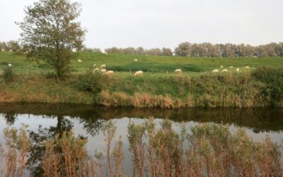 Der Neid des Beneideten