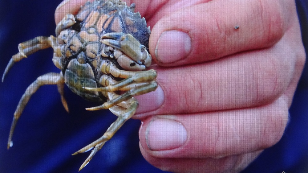 Mensch als Krabbe