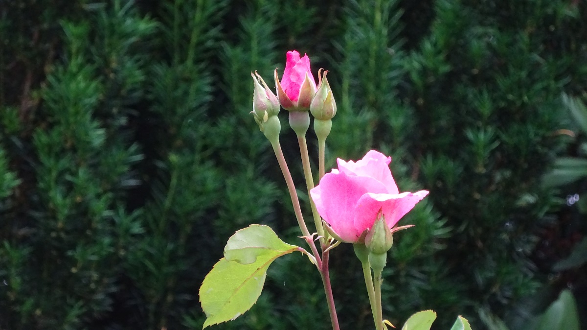 Liebe