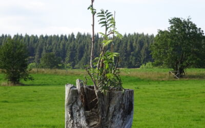 Glaube und Wissen