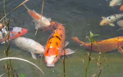 Haifische im Aquarium